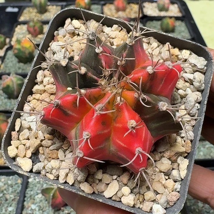 泰系米哈仙人球多肉植物