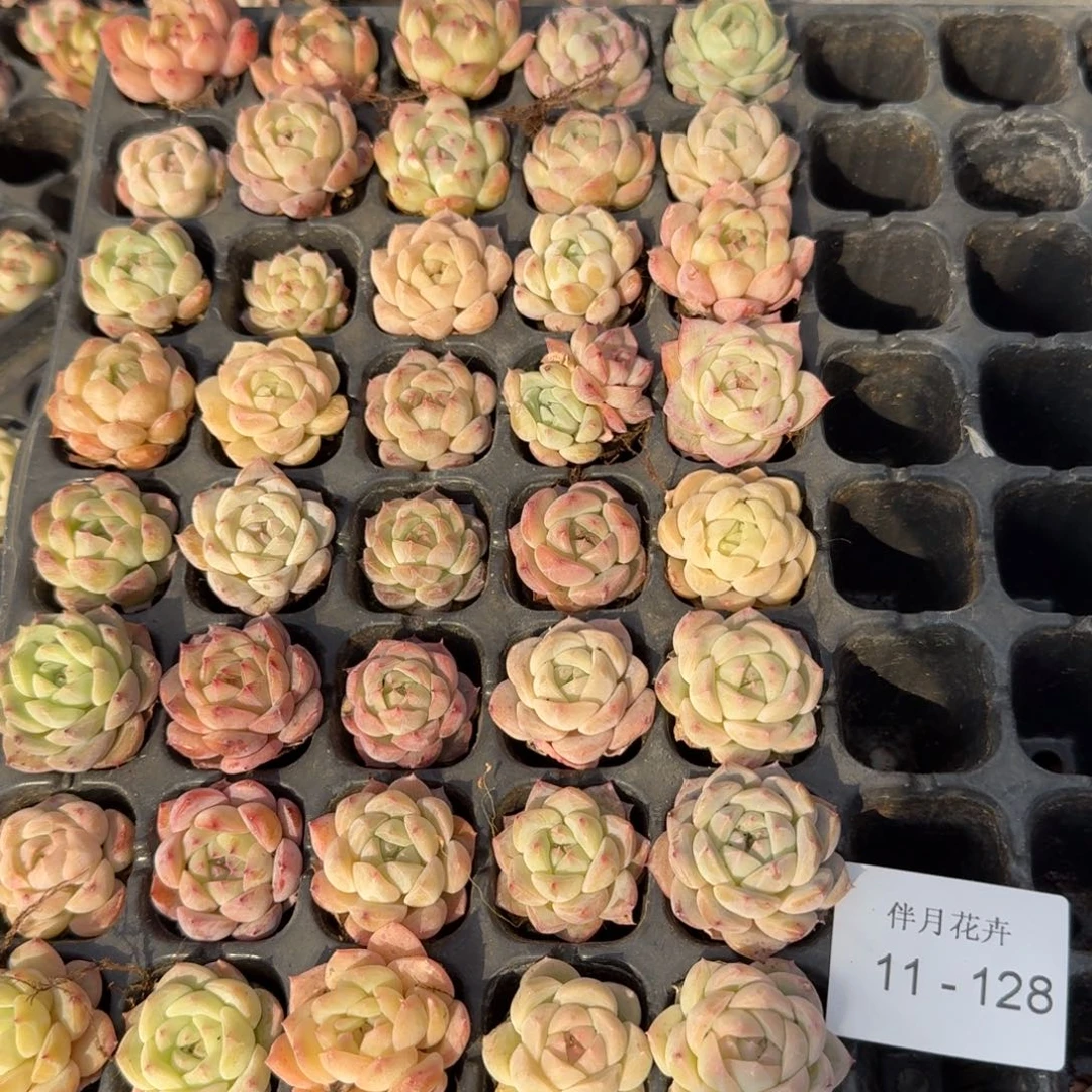 美尼珍妮糖心四十颗小量拍11-128