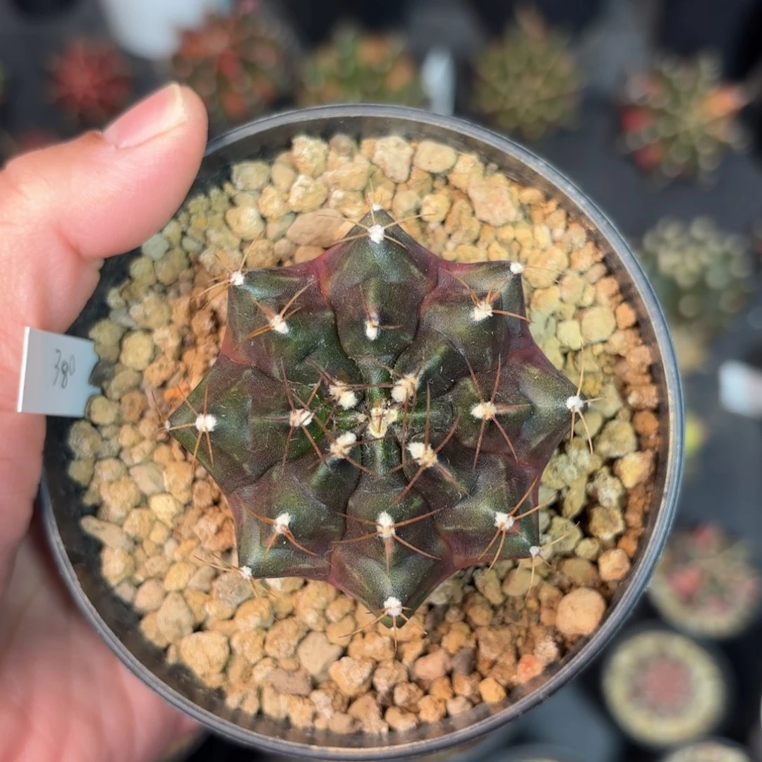 泰系米哈仙人球26