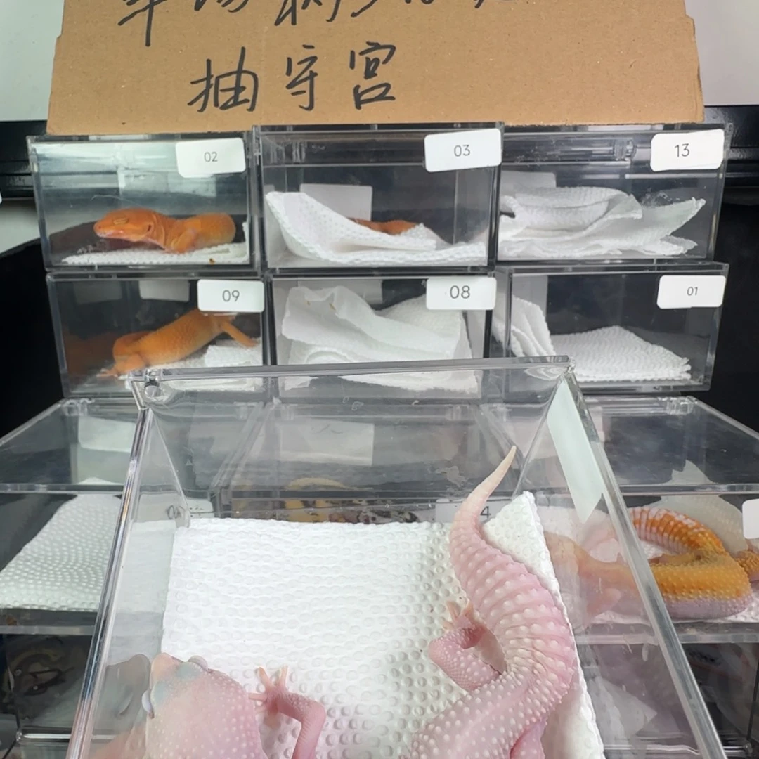 豹纹守宫超级雪花红眼暴龙妹妹