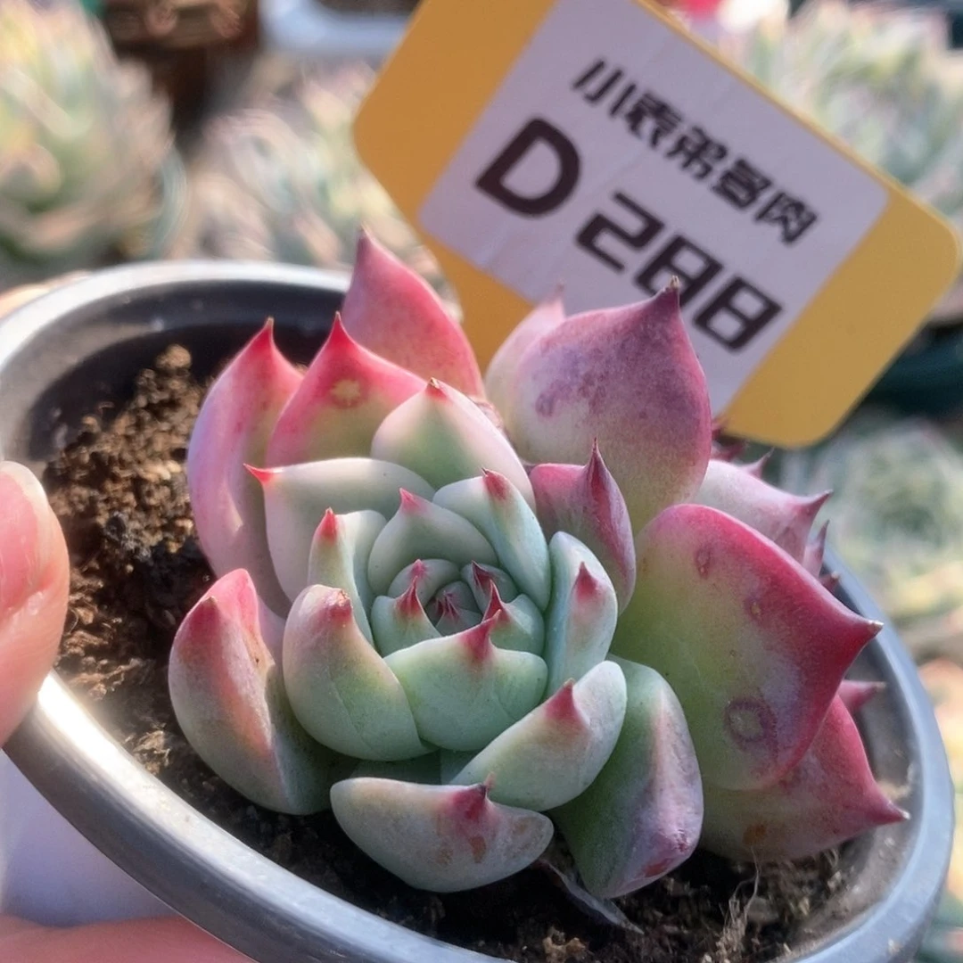 288锦锦锦锦锦锦