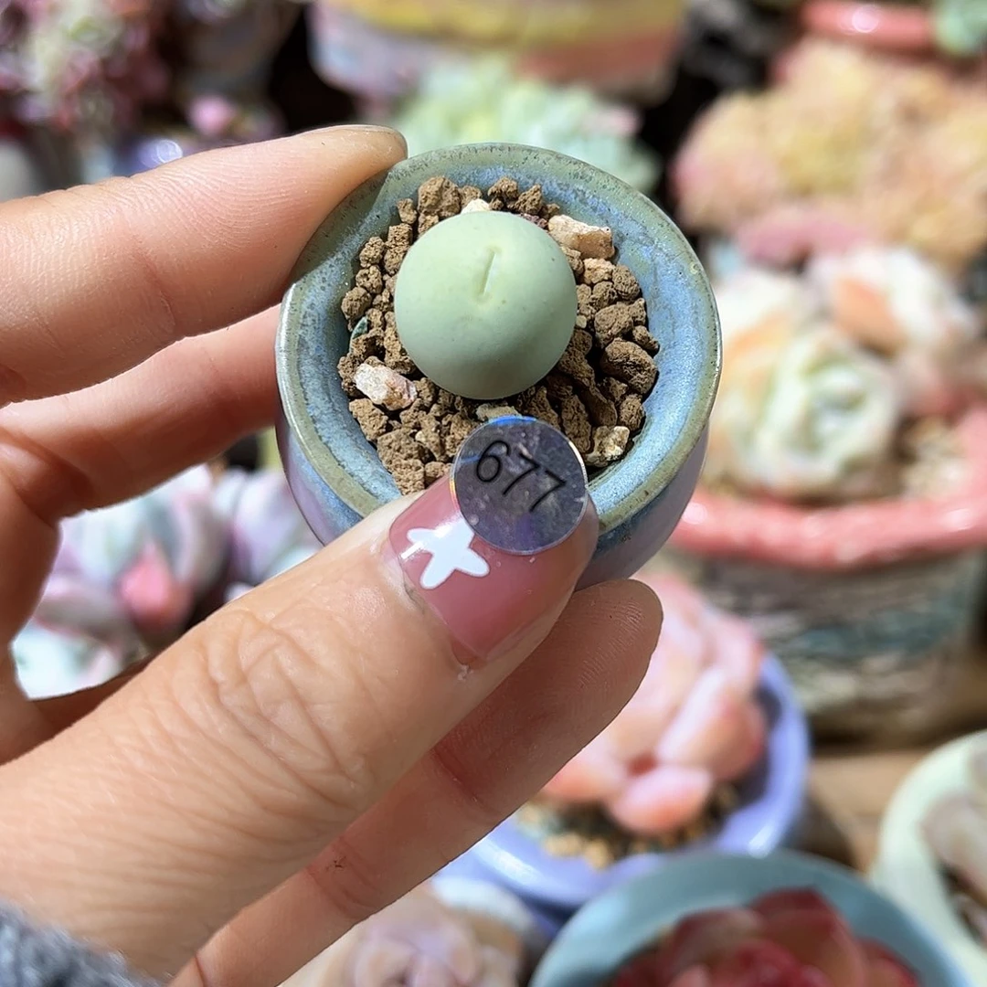 677 多肉含盆土30元包邮除偏远