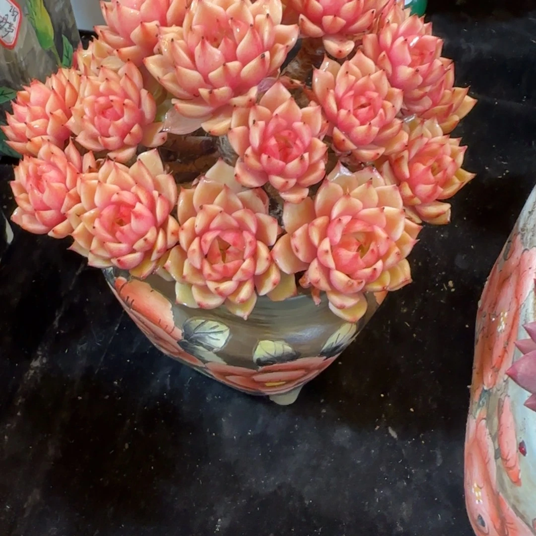 韩版笨巴蒂斯一颗一颗