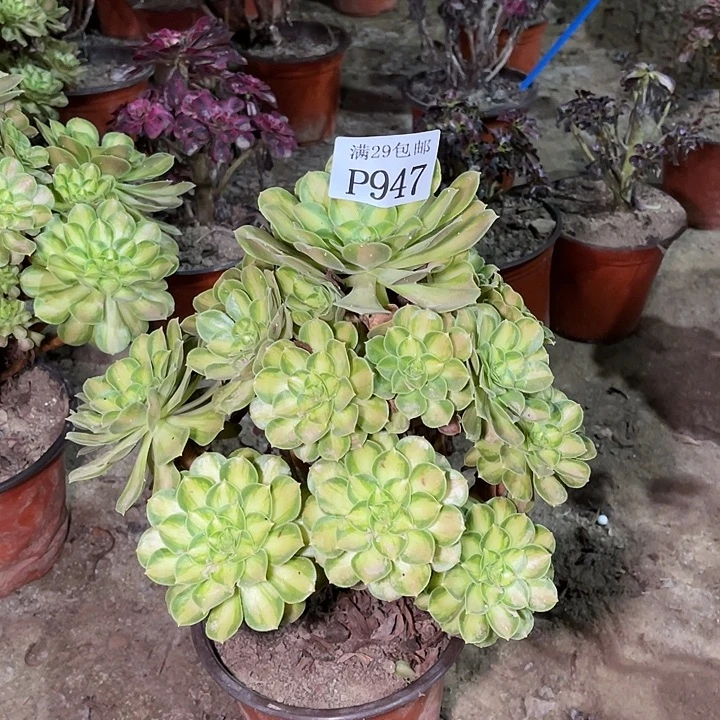 947韶华多肉植物