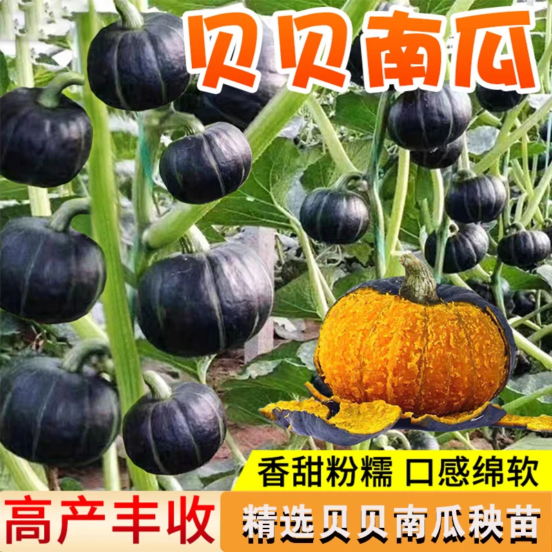 南瓜苗坏苗包赔秧苗贝贝南瓜苗蜜本南瓜早熟高产板栗包赔种子种苗