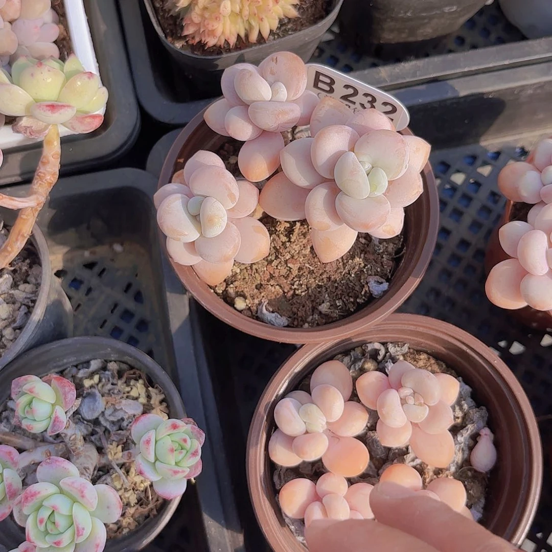 B232香水洛神一物一拍