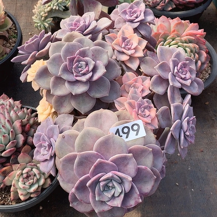 499紫乐锦 一物一拍多肉