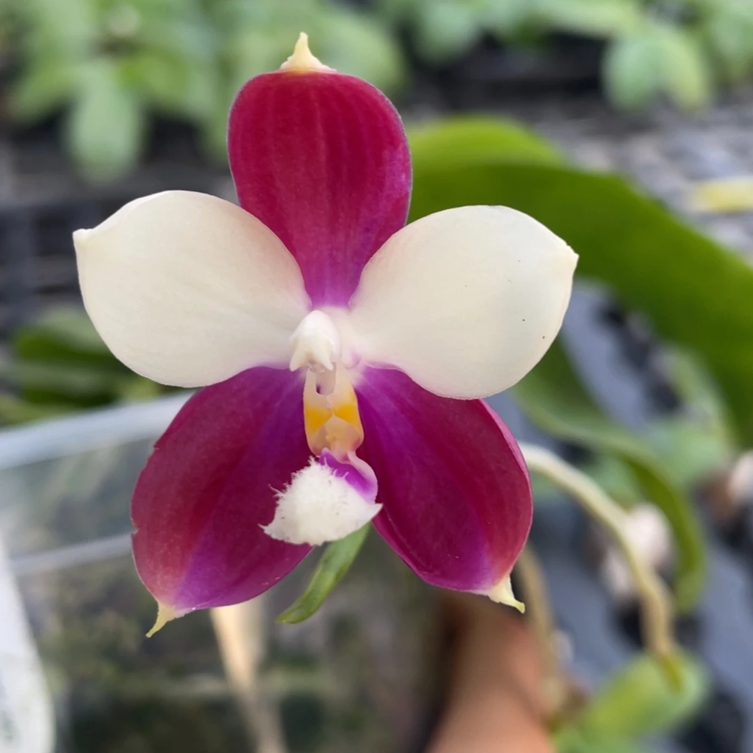 当前无花栽培后可以开花瓶苗1颗1.7，寄养