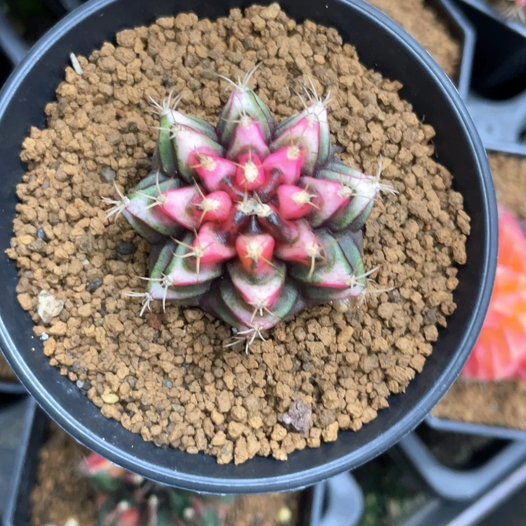 无花朵泰系神品侧，粉三角v背锦