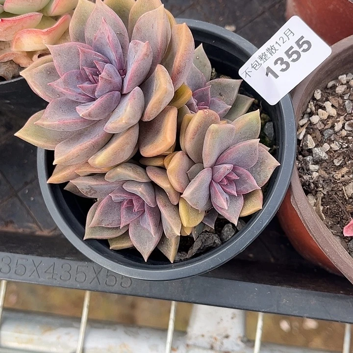 阿雅园艺。       1355紫雾