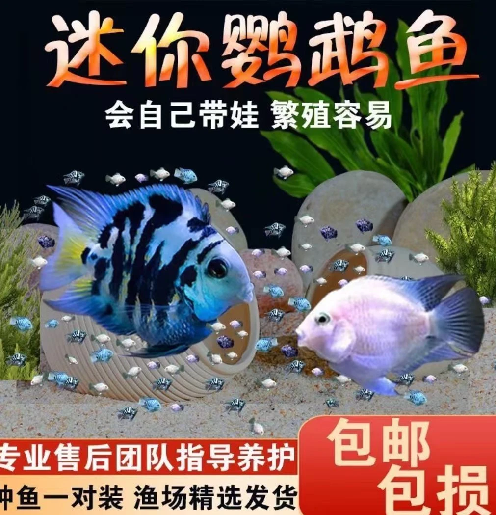 一对迷你鹦鹉鱼宝蓝白金胭脂粉群养易繁殖爆缸小王子超生游击队