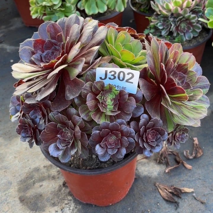 瑞妈多肉园艺302-