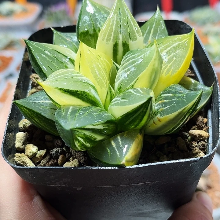 十二卷多肉实生锦