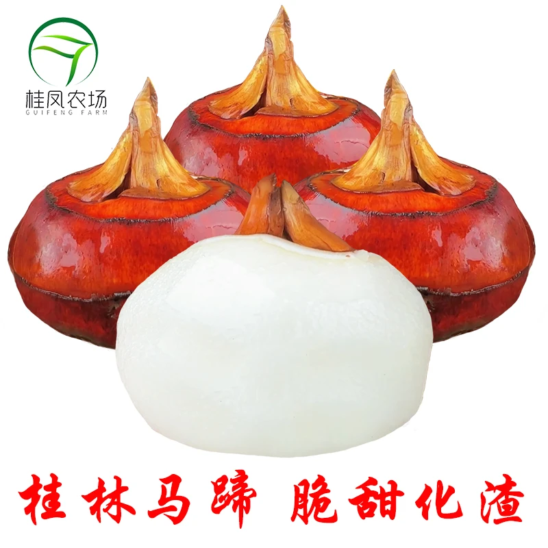 桂凤农场4顺丰京东正宗桂林荔浦马蹄荸荠大果包邮新鲜脆甜消渣