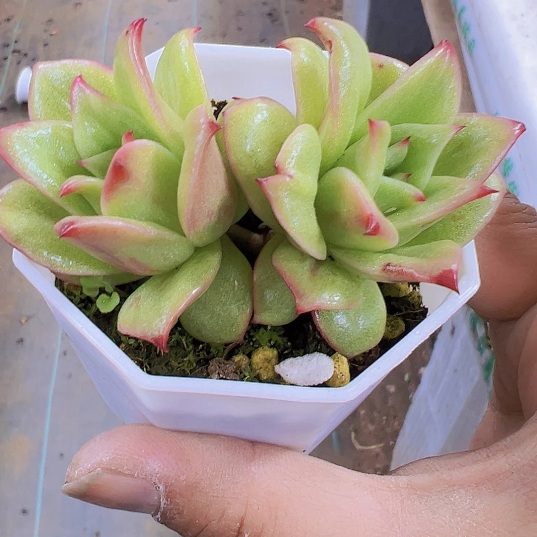 玛利亚双头19包邮多肉