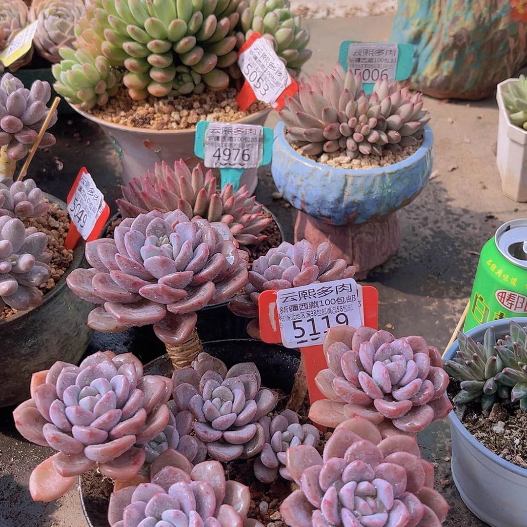 5119花斑鹿。