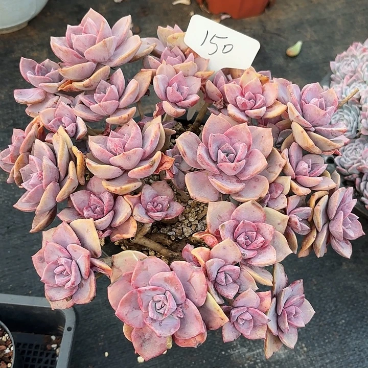 多肉植物，彩虹糖150号