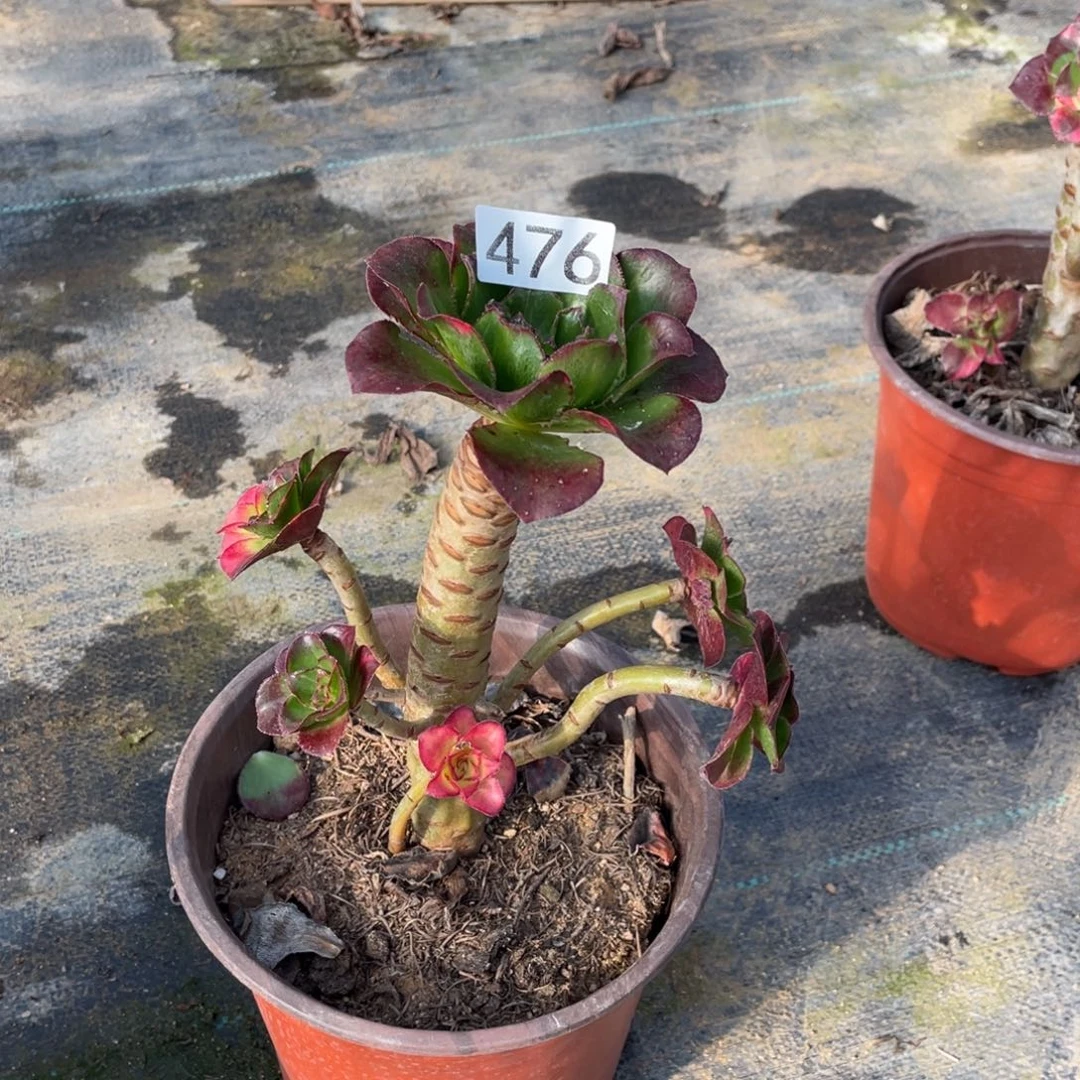 魅影七彩多肉植物