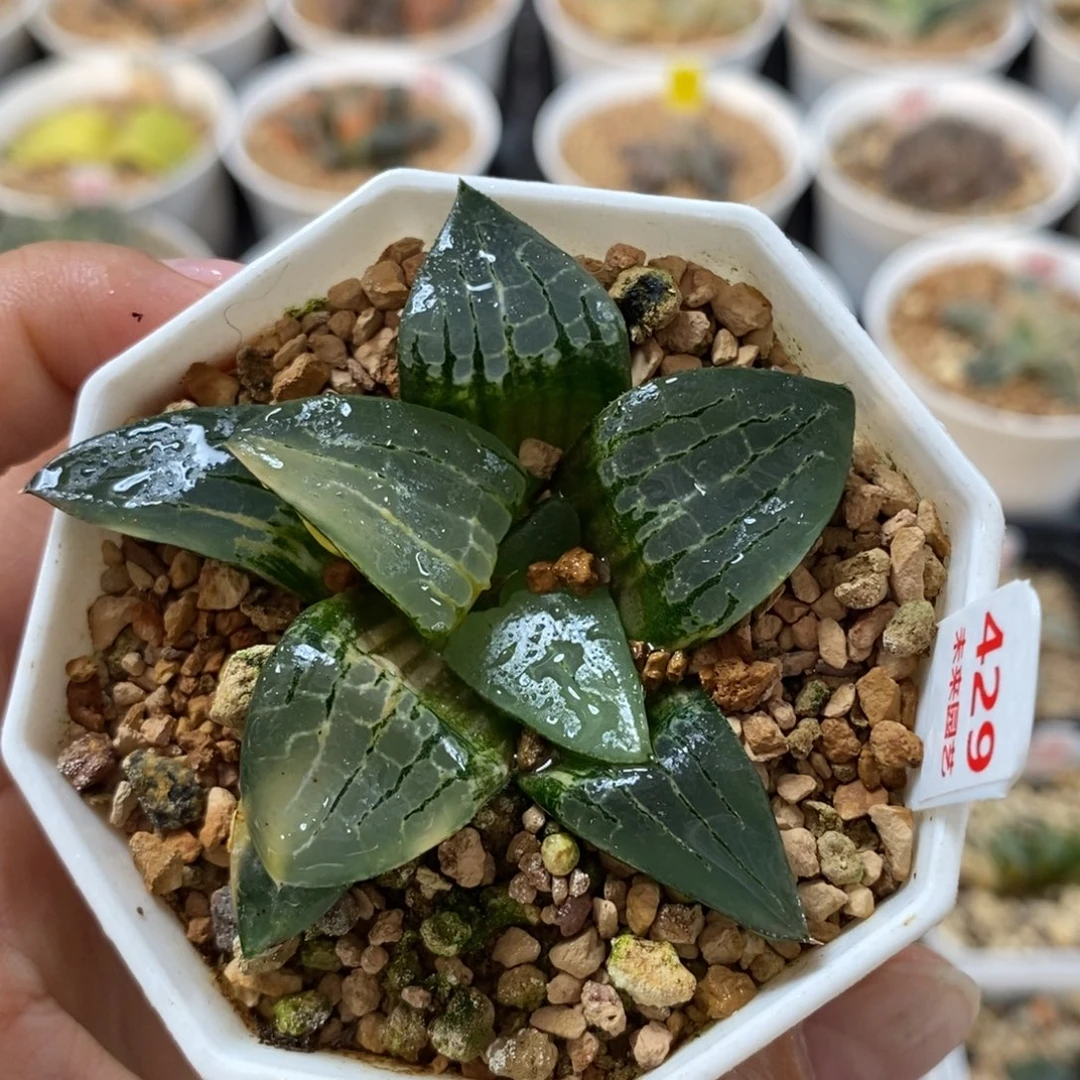 429阿房宫寿锦一物一图