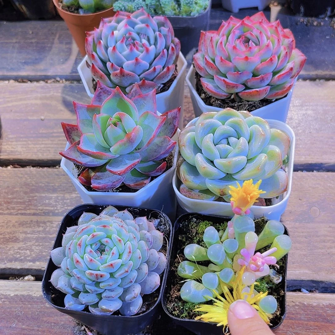 如图六盆11111111111111