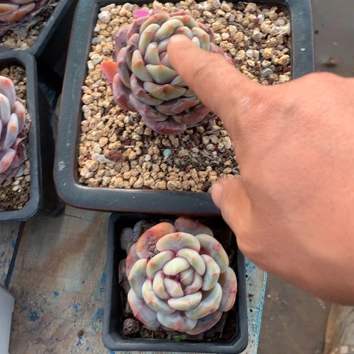 橙子多肉一物一拍