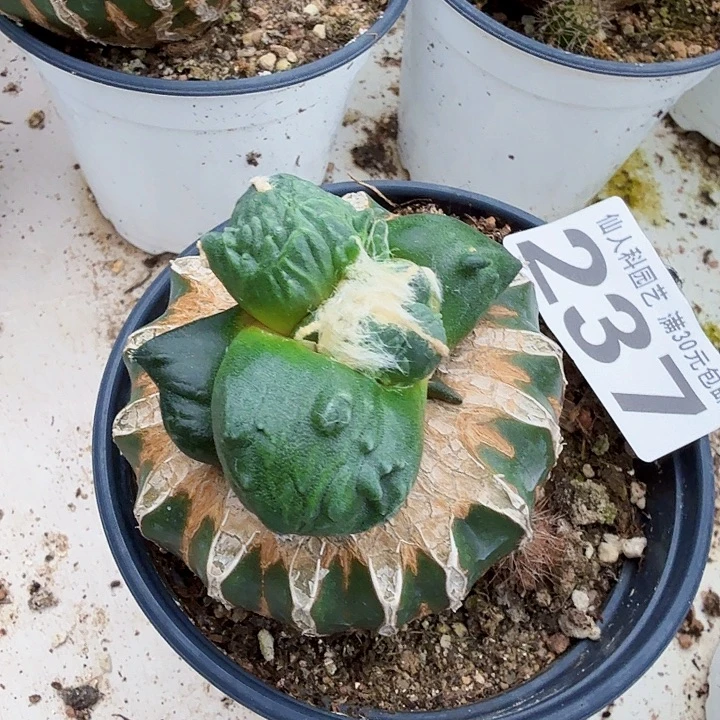 无花朵237炸尤蛋怒牡丹东六