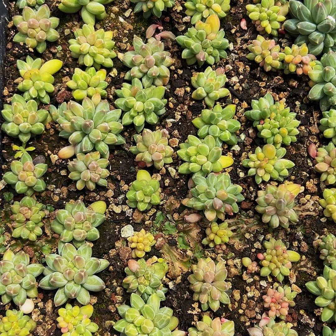 10颗美人系列多肉植物