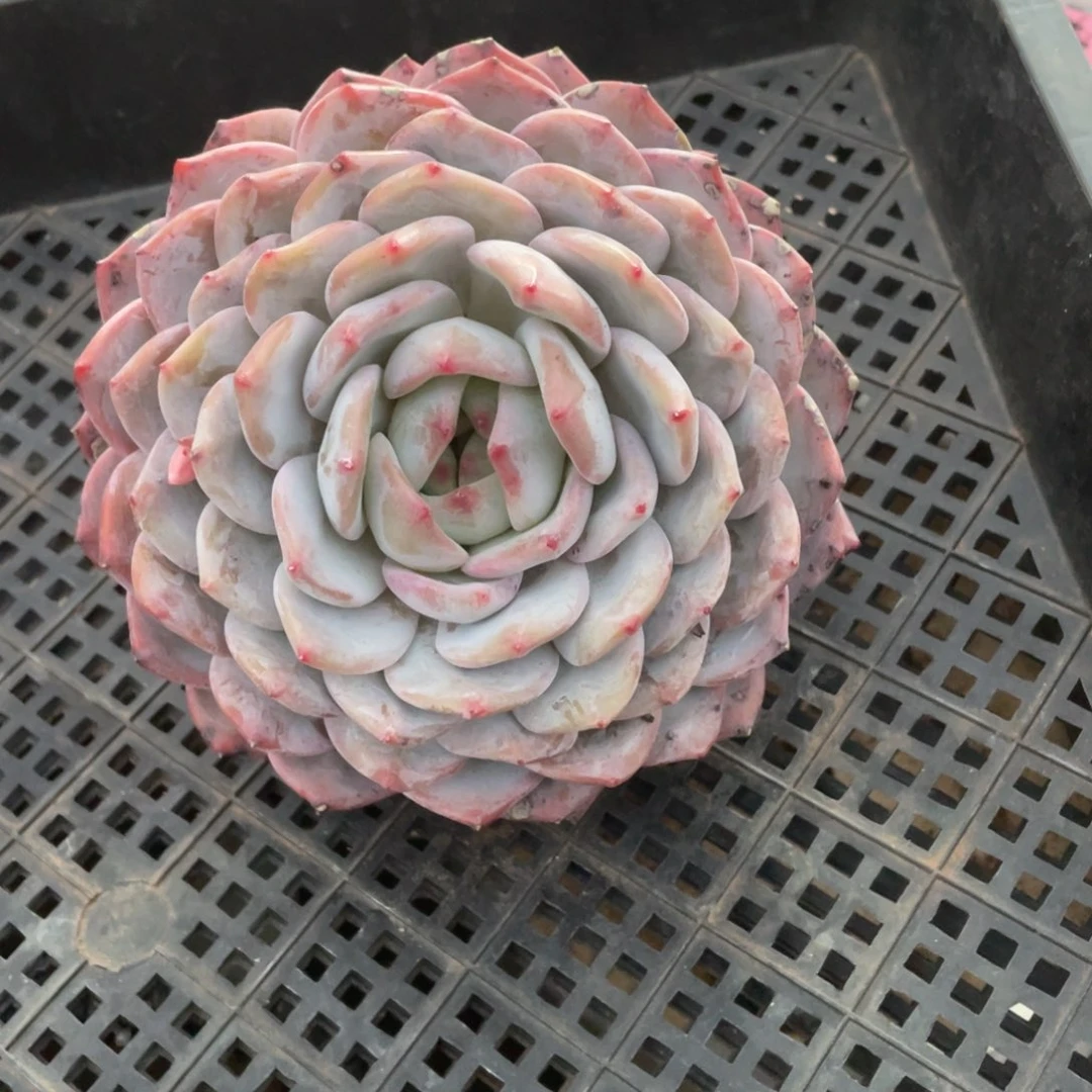 橙子一物一拍链接