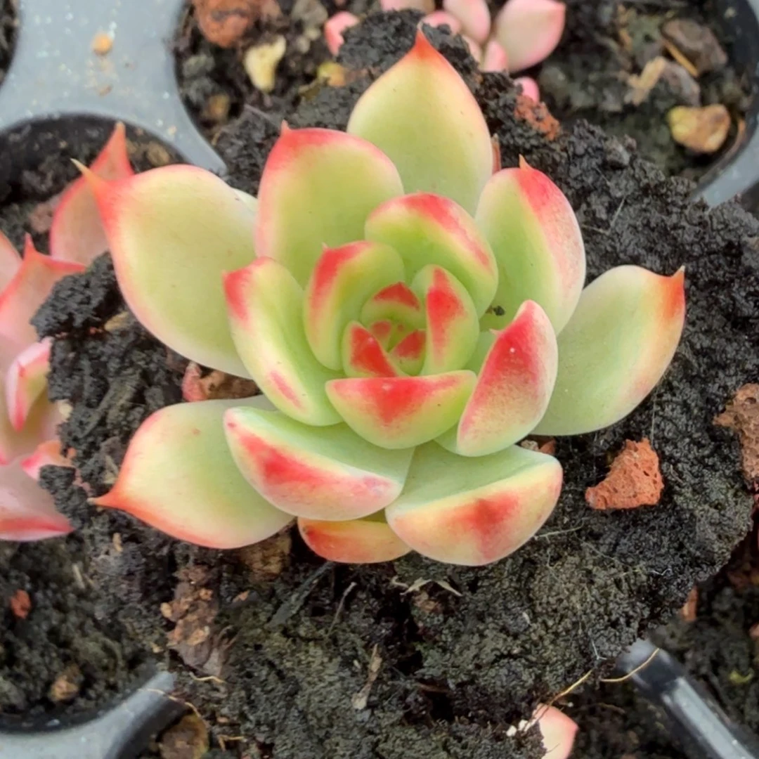 桃花锦腹轮锦一刻的