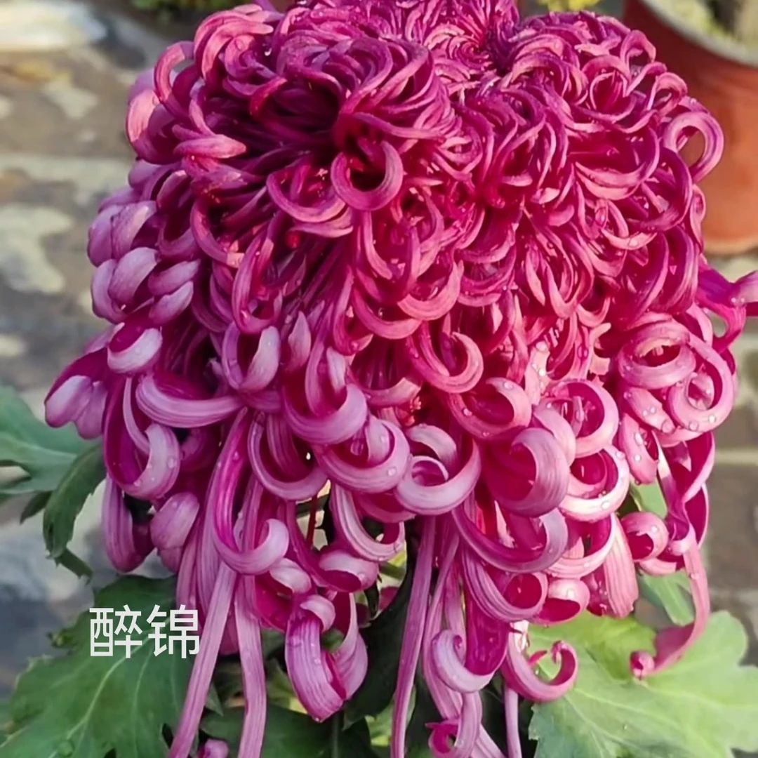 【高品对版】醉锦大菊苗一棵