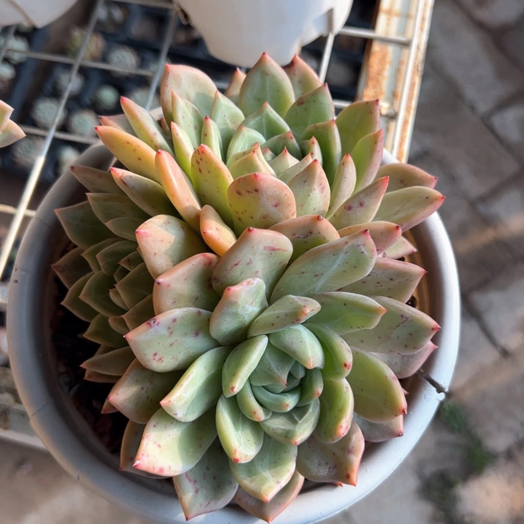 新疆包邮 香槟群