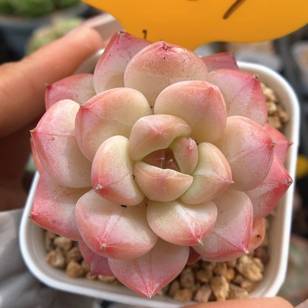 美心优选可拍2167号。