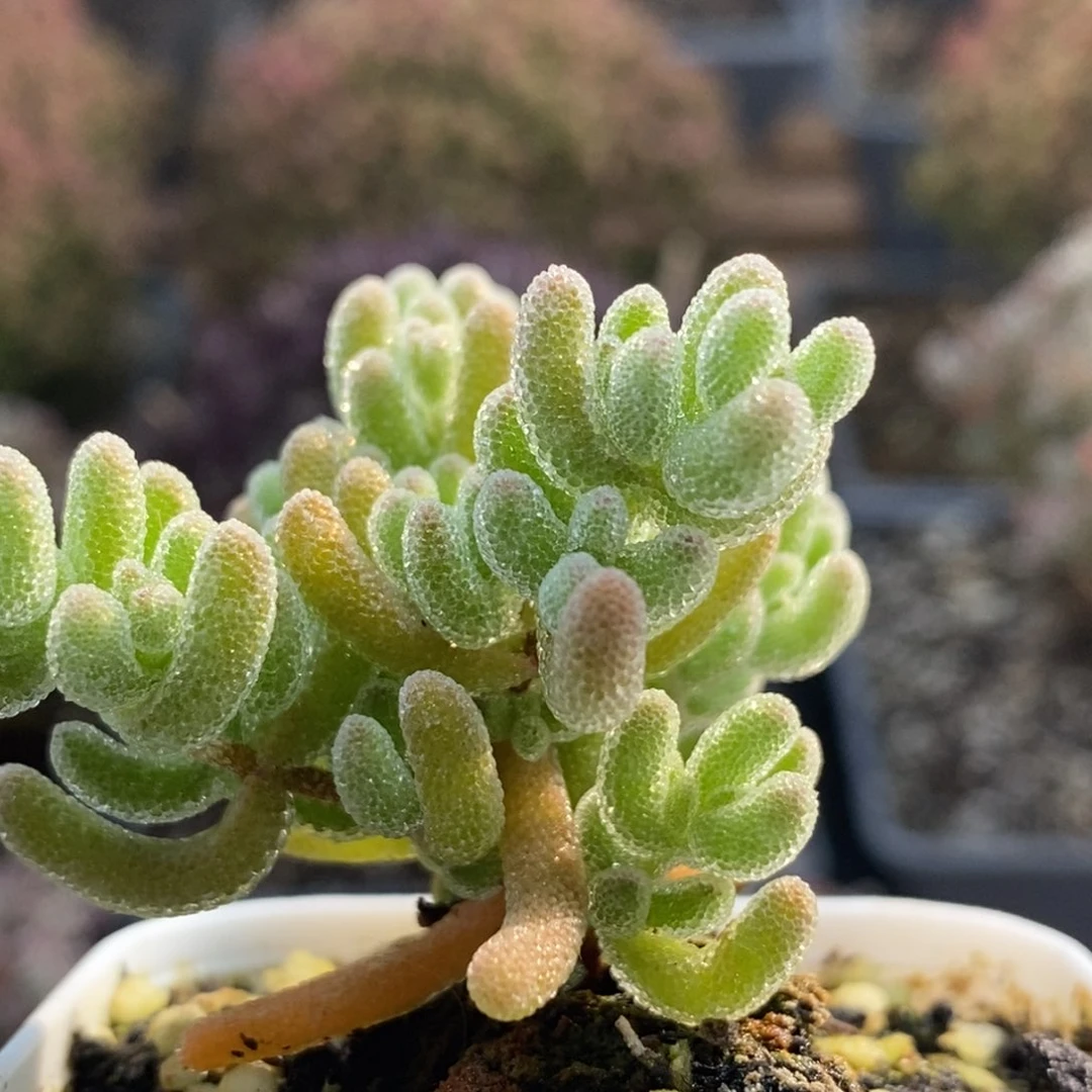 @**?冰橙4751年后发货