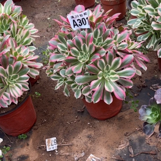 301女巫法师不包断枝