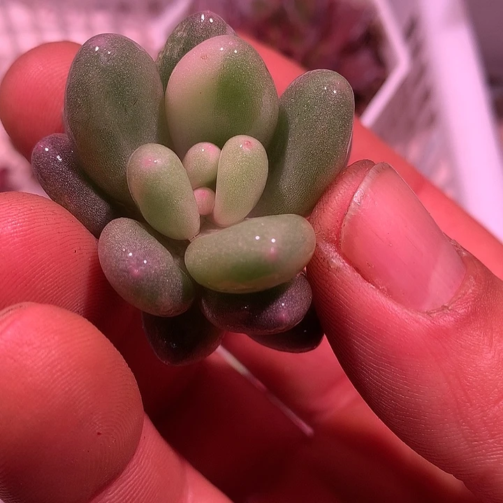 蛋黄奶酪锦，拉丝白锦