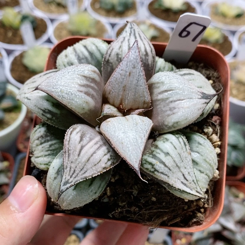 【闪购商品】67皇妃