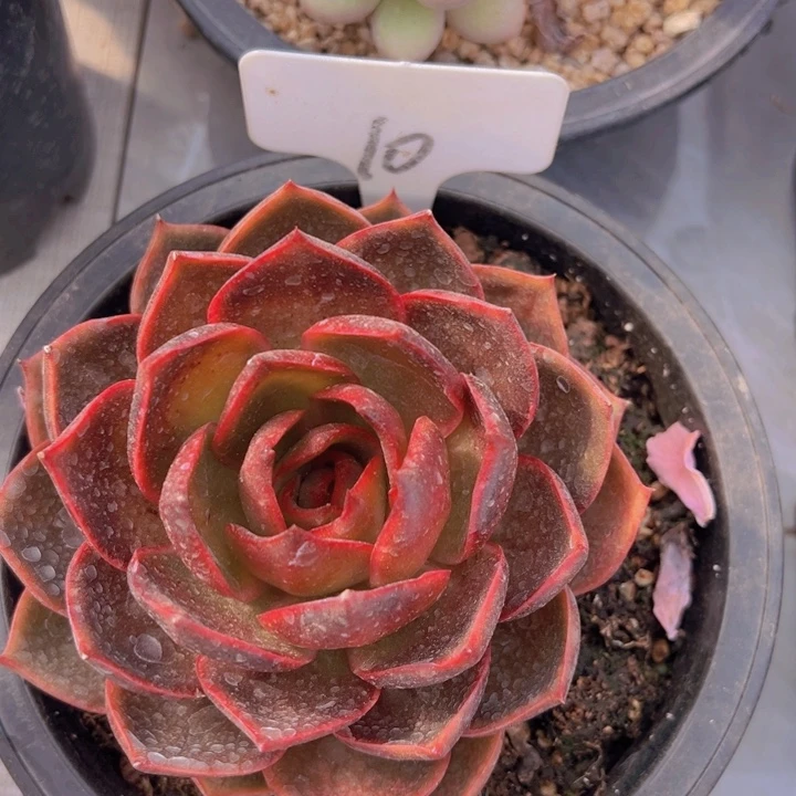 健健康康平平安安