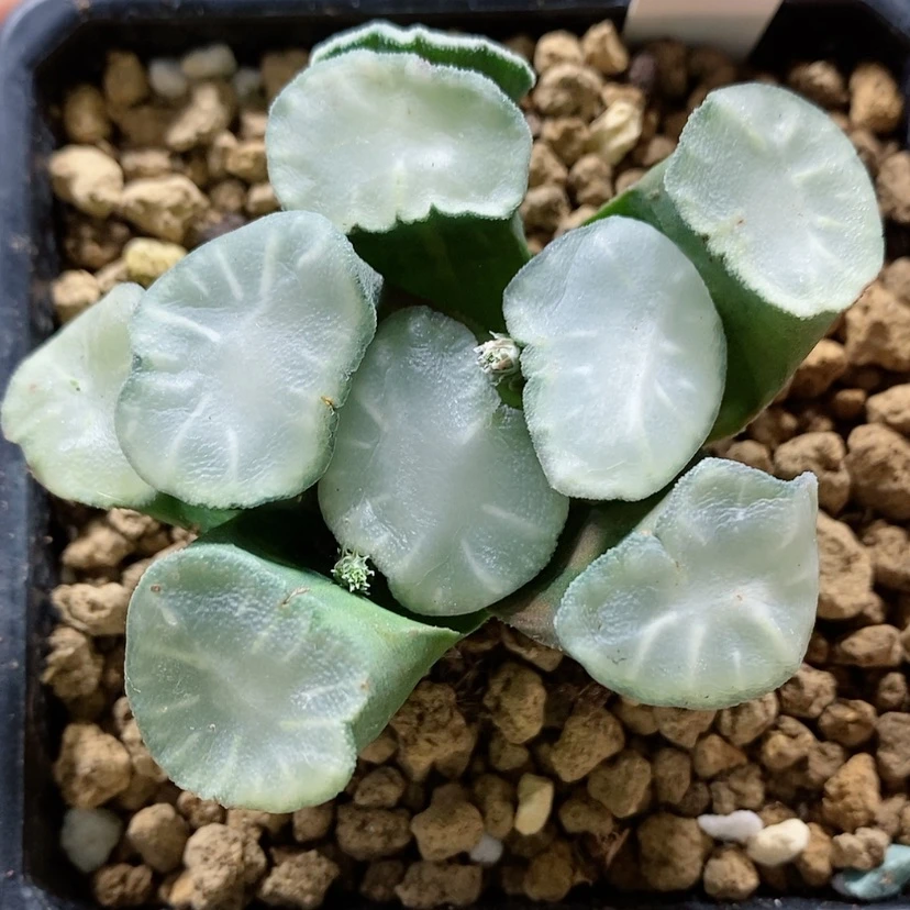 【闪购商品】8盐湖城万象