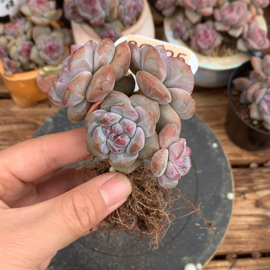 S0595 突尼斯 模特同款 棒棒糖小树