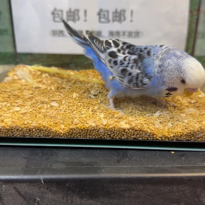虎皮鹦鹉大头虎皮鹦鹉