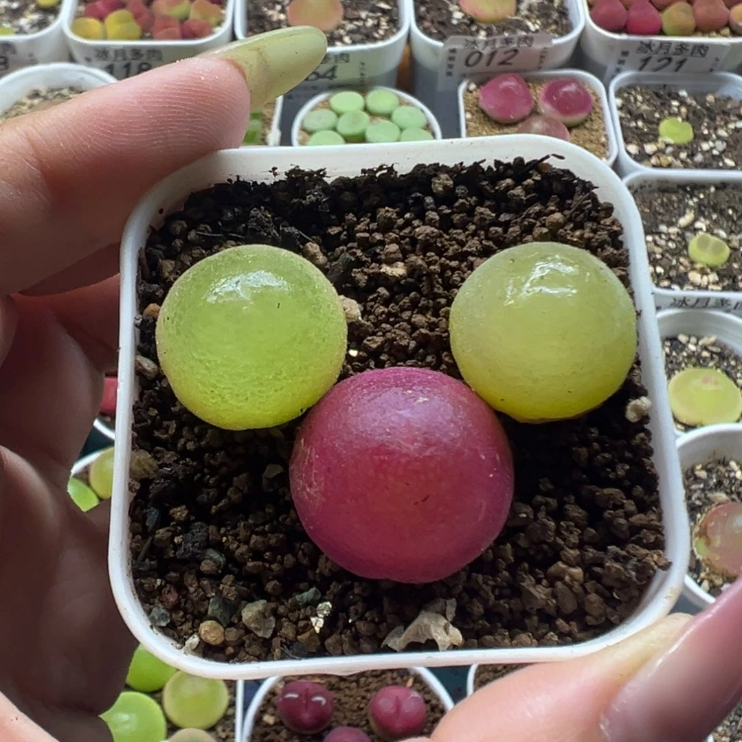 125灯泡裸根发货