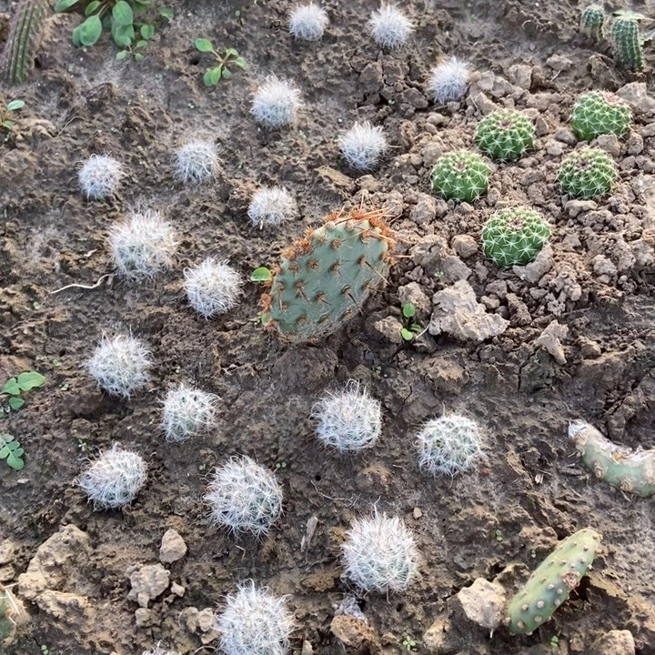 花火一棵有根无侧芽掌片小