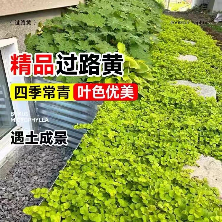 【金叶过路黄】花园必备耐热耐寒四季常青庭院小花园室内室外植物