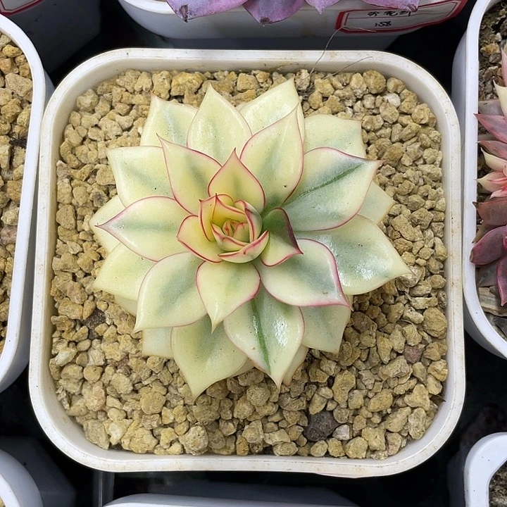 宝莲灯宽锦一物一拍锦龙