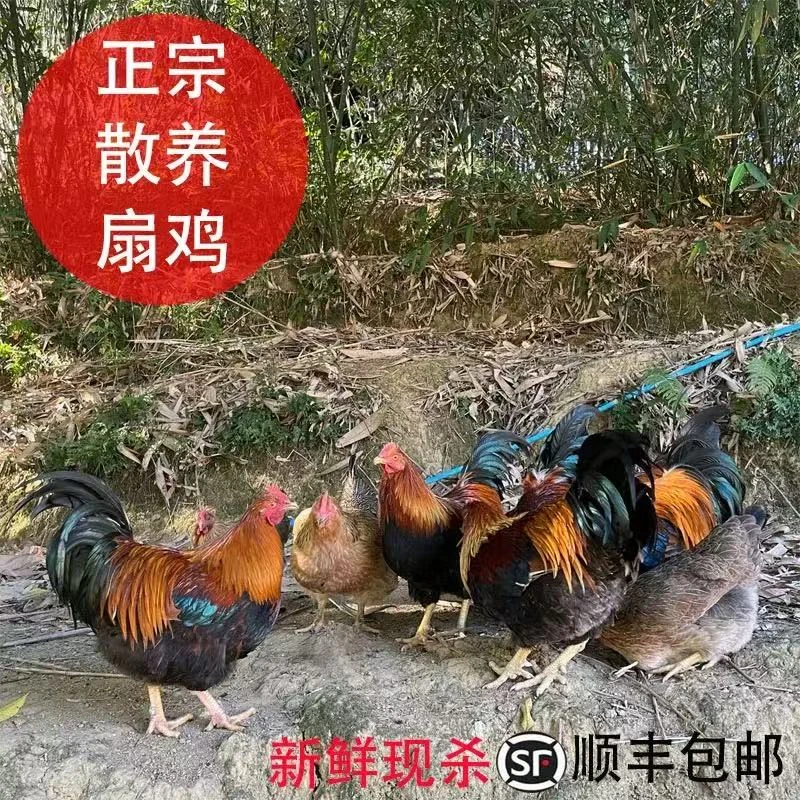 清远300天杂粮扇鸡，毛重8斤净重6.5斤左右新鲜宰杀发货