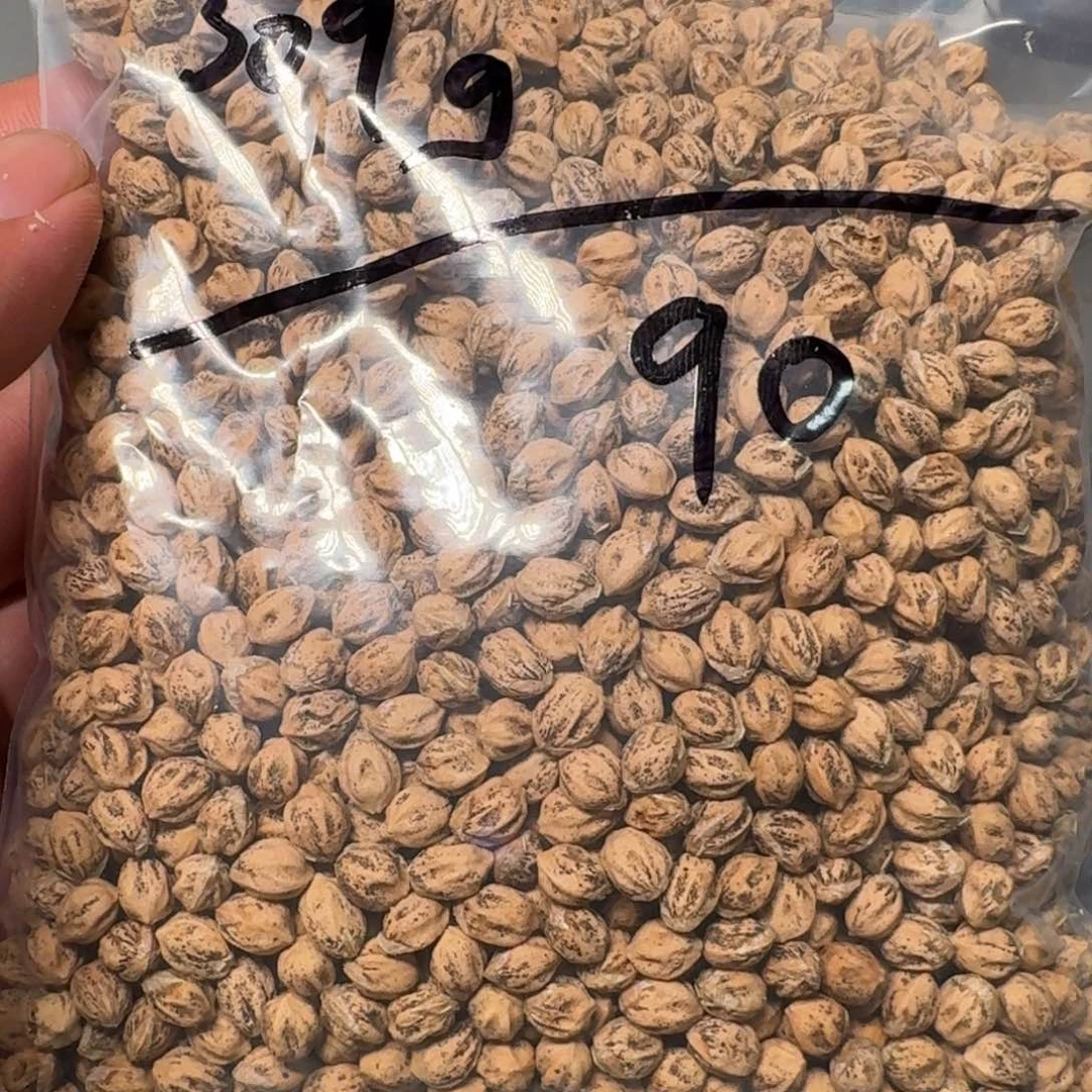 柏香籽/百香籽吊坠a*?