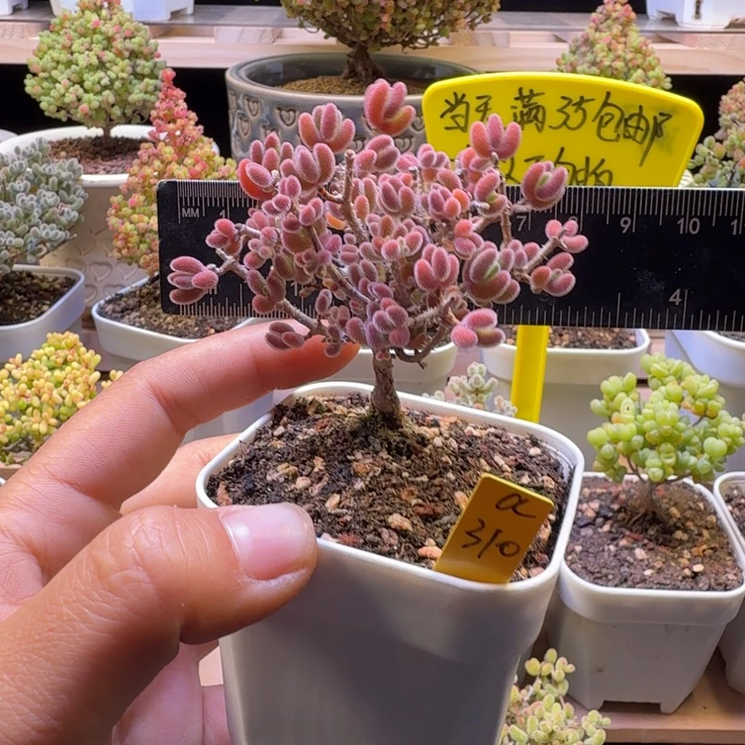 a310号红叶冠服6厘米左右