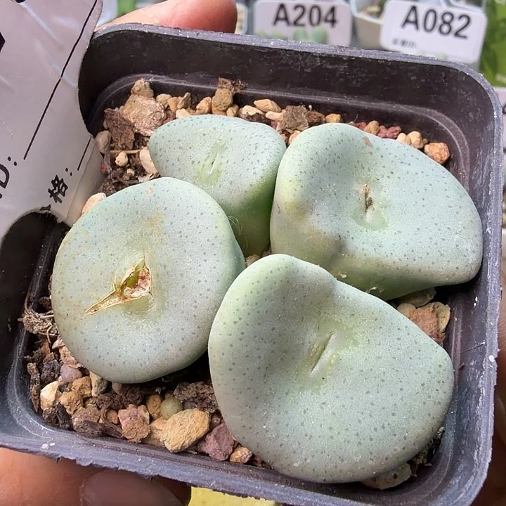 073。满38包邮肉锥