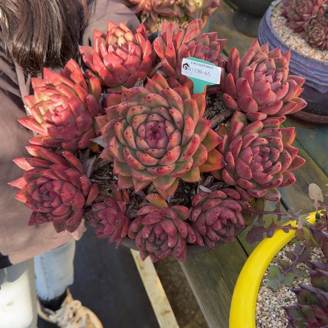 从前慢多肉精选编号1220.45