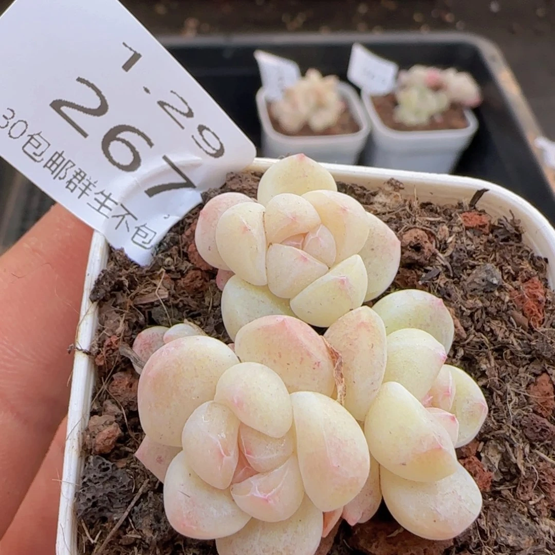 四头冰玉一颗脱土发货